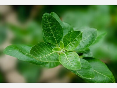 Ashwagandha: An Ancient Remedy for Modern Allergies