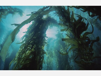Kelp to the Rescue: Harnessing the Power of Seaweed to Combat Climate Change