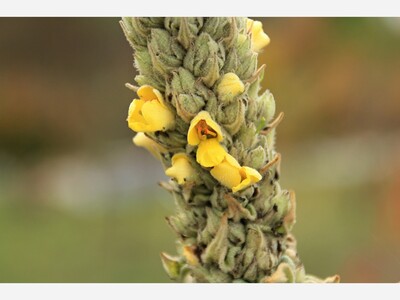 Got Bronchitis? Mullein May Help.